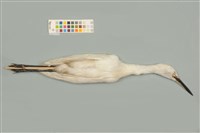 藏品(小白鷺)的圖片